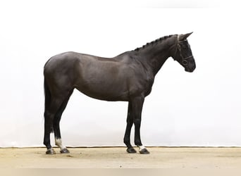 Hanoverian, Mare, 6 years, 16,1 hh, Bay-Dark