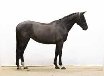 Hanoverian, Mare, 6 years, 16,1 hh, Bay-Dark