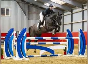 Hanoverian, Mare, 6 years, 16,1 hh, Bay-Dark