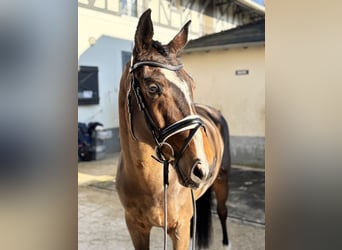 Hanoverian, Mare, 6 years, 16,1 hh, Bay