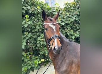 Hanoverian, Mare, 6 years, 16,1 hh, Bay