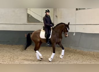 Hanoverian, Mare, 6 years, 16,1 hh, Bay