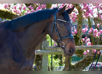 Hanoverian, Mare, 6 years, 16.1 hh, Black