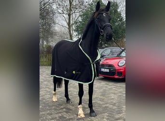 Hanoverian, Mare, 6 years, 16.1 hh, Black