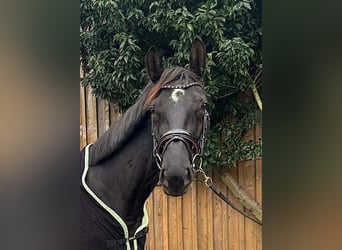 Hanoverian, Mare, 6 years, 16.1 hh, Black