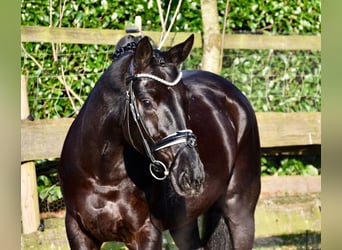 Hanoverian, Mare, 6 years, 16,1 hh, Black