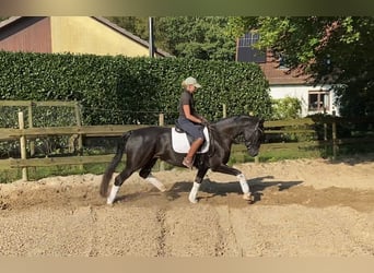 Hanoverian, Mare, 6 years, 16,1 hh, Black