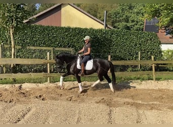 Hanoverian, Mare, 6 years, 16,1 hh, Black