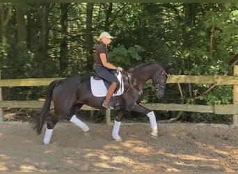 Hanoverian, Mare, 6 years, 16,1 hh, Black