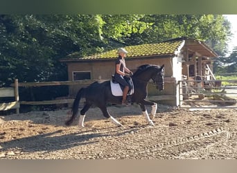 Hanoverian, Mare, 6 years, 16,1 hh, Black