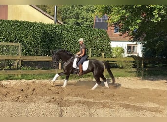 Hanoverian, Mare, 6 years, 16,1 hh, Black