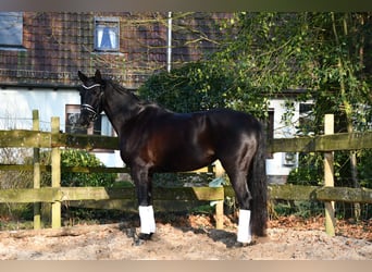 Hanoverian, Mare, 6 years, 16,1 hh, Black