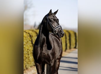 Hanoverian, Mare, 6 years, 16.1 hh, Black
