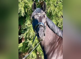 Hanoverian, Mare, 6 years, 16,1 hh, Black