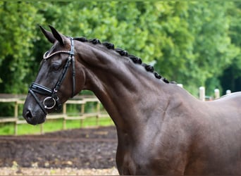 Hanoverian, Mare, 6 years, 16.1 hh, Black