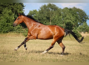 Hanoverian, Mare, 6 years, 16.1 hh, Brown