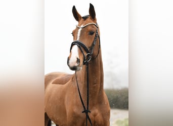 Hanoverian, Mare, 6 years, 16,1 hh, Brown