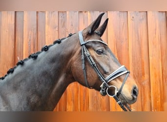 Hanoverian, Mare, 6 years, 16.1 hh, Brown