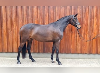 Hanoverian, Mare, 6 years, 16.1 hh, Brown