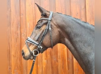 Hanoverian, Mare, 6 years, 16.1 hh, Brown