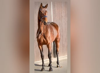 Hanoverian, Mare, 6 years, 16,1 hh, Brown