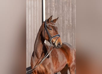 Hanoverian, Mare, 6 years, 16,1 hh, Brown