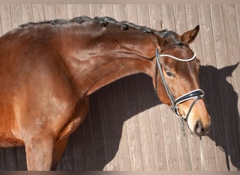 Hanoverian, Mare, 6 years, 16,1 hh, Brown