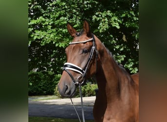 Hanoverian, Mare, 6 years, 16.1 hh, Brown