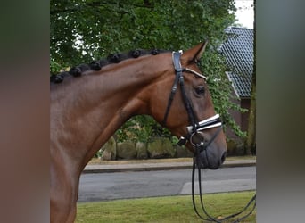 Hanoverian, Mare, 6 years, 16.1 hh, Brown