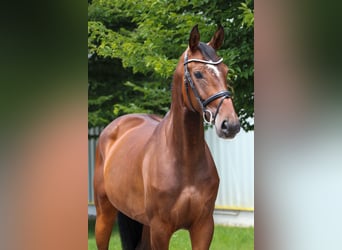 Hanoverian, Mare, 6 years, 16.1 hh, Brown