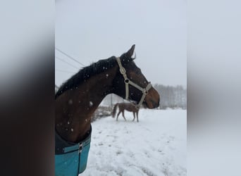 Hanoverian, Mare, 6 years, 16.1 hh, Brown