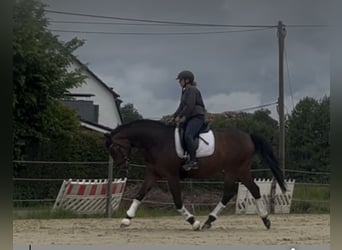 Hanoverian, Mare, 6 years, 16.1 hh, Brown