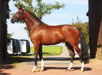 Hanoverian, Mare, 6 years, 16.1 hh, Brown