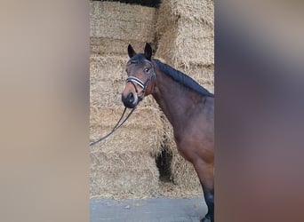 Hanoverian, Mare, 6 years, 16,1 hh, Brown