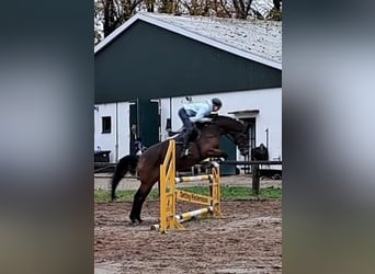 Hanoverian, Mare, 6 years, 16,1 hh, Brown