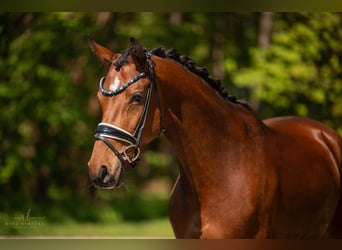 Hanoverian, Mare, 6 years, 16.1 hh, Brown