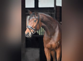 Hanoverian, Mare, 6 years, 16,1 hh, Brown