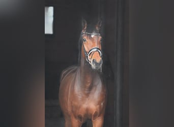 Hanoverian, Mare, 6 years, 16,1 hh, Brown