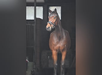 Hanoverian, Mare, 6 years, 16,1 hh, Brown