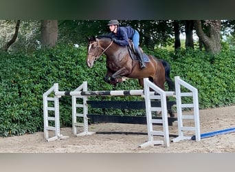 Hanoverian, Mare, 6 years, 16.1 hh, Brown