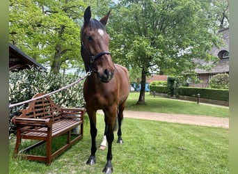 Hanoverian, Mare, 6 years, 16.1 hh, Brown