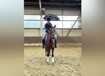 Hanoverian, Mare, 6 years, 16,1 hh, Chestnut