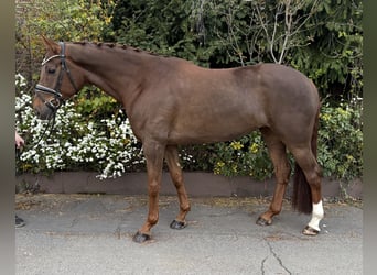Hanoverian, Mare, 6 years, 16.1 hh, Chestnut