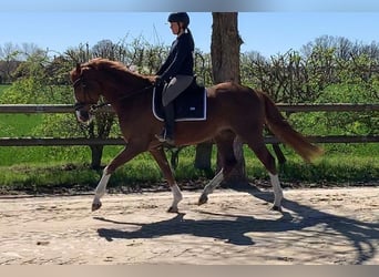 Hanoverian, Mare, 6 years, 16.1 hh, Chestnut-Red