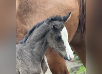 Hanoverian, Mare, 6 years, 16.1 hh, Chestnut-Red