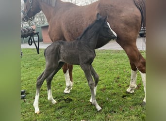 Hanoverian, Mare, 6 years, 16.1 hh, Chestnut-Red