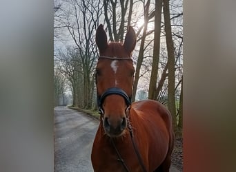 Hanoverian, Mare, 6 years, 16,1 hh, Chestnut-Red