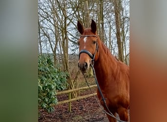 Hanoverian, Mare, 6 years, 16,1 hh, Chestnut-Red