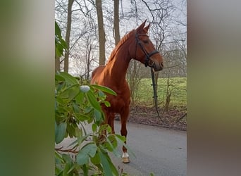 Hanoverian, Mare, 6 years, 16,1 hh, Chestnut-Red