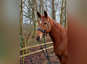 Hanoverian, Mare, 6 years, 16,1 hh, Chestnut-Red